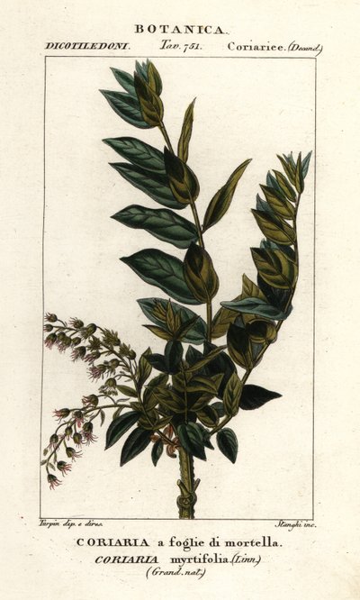 Redoul-puu, Coriaria myrtifolia tekijältä Stanghi Stanghi