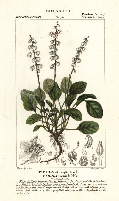 Pyöreälehtinen talvivihreä, Pyrola rotundifolia tekijältä Stanghi Stanghi