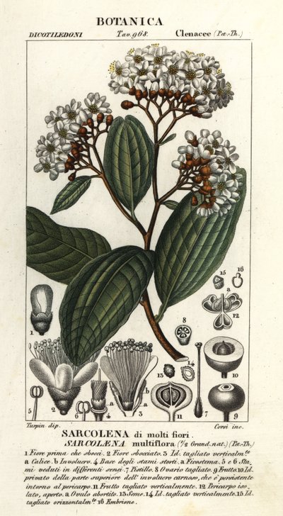 Sarcolaena multiflora tekijältä Stanghi Stanghi