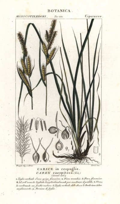 Sararuoho, Carex caespitosa tekijältä Stanghi Stanghi