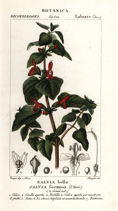 Kiiltävälehtinen salvia, Salvia formosa tekijältä Stanghi Stanghi