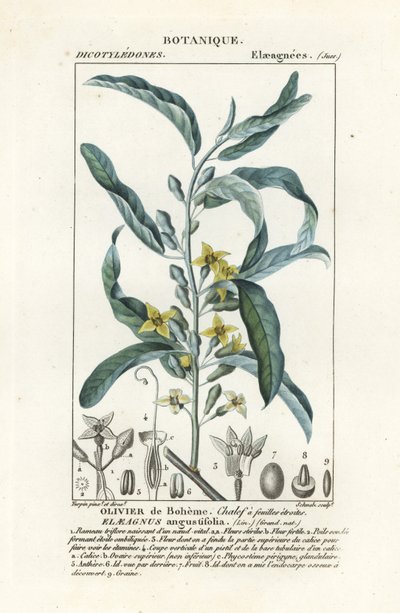 Hopeamarja tai oleasteri, Elaeagnus angustifolia tekijältä Stanghi Stanghi