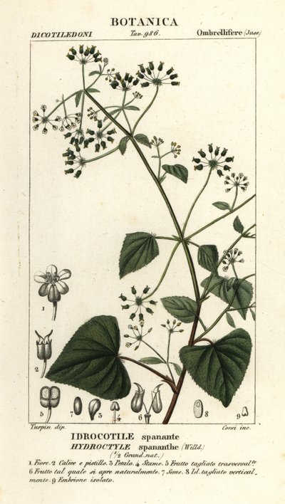 Spananthe paniculata Hydrocotyle spananthe, Idrocotile spanante tekijältä Stanghi Stanghi