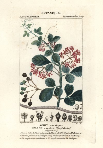 Spoonleaf trebiini, Cissus obovata tekijältä Stanghi Stanghi