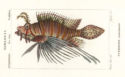 Spotfin lionfish, Pterois antennata tekijältä Stanghi Stanghi
