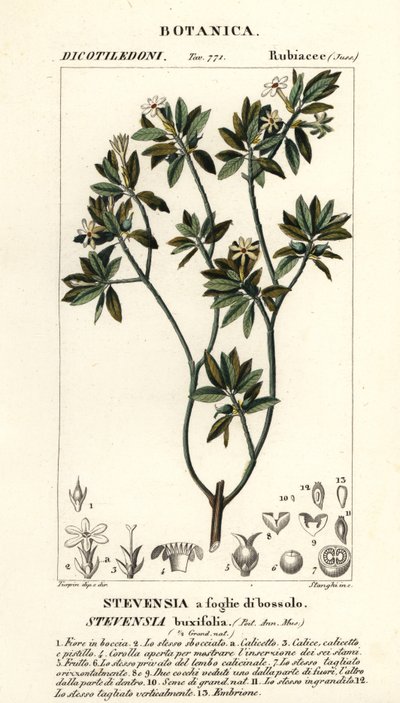 Stevensia buxifolia tekijältä Stanghi Stanghi