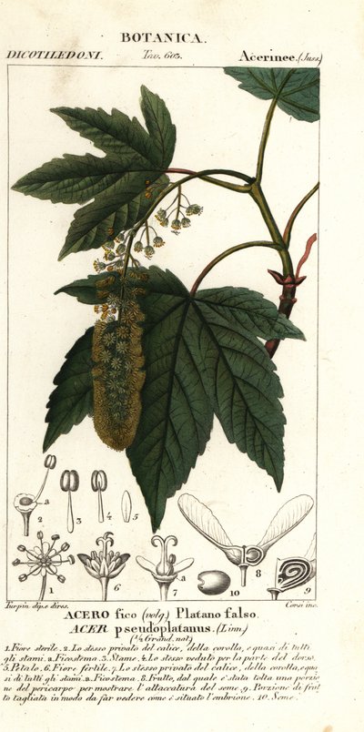 Sycamore vaahtera tai planetree vaahtera, Acer pseudoplatanus tekijältä Stanghi Stanghi
