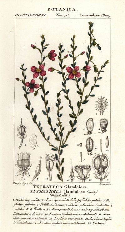 Tetratheca glandulosa tekijältä Stanghi Stanghi