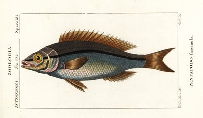 Lankaevälahna, Pentapodus fasciuola tekijältä Stanghi Stanghi