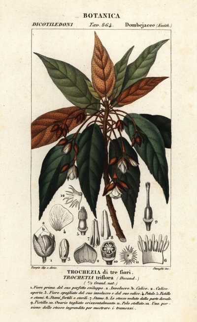 Trochetia triflora tekijältä Stanghi Stanghi
