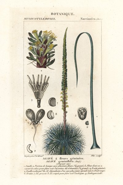 Kaksokukkainen agave, Agave geminiflora tekijältä Stanghi Stanghi