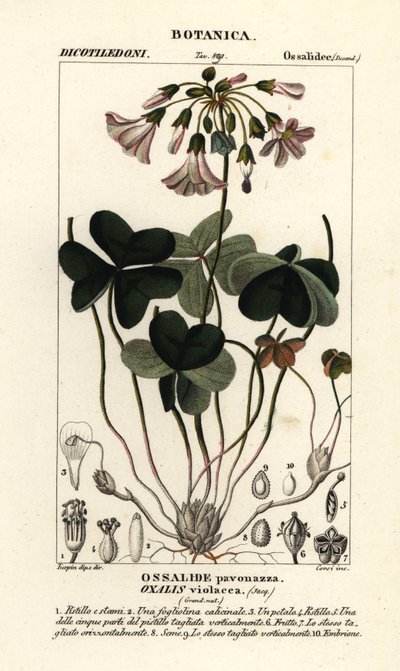 Violetti puusorreli, Oxalis violacea tekijältä Stanghi Stanghi