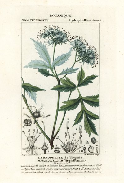 Virginia-vesilehti, Hydrophyllum virginianum tekijältä Stanghi Stanghi