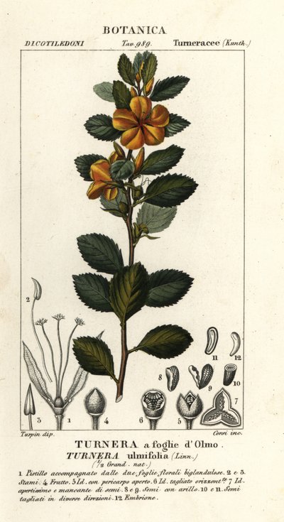 Keltaleppä, Turnera ulmifolia tekijältä Stanghi Stanghi