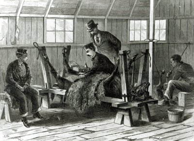 Viruksen ottaminen vasikasta, kuvitus "Harper