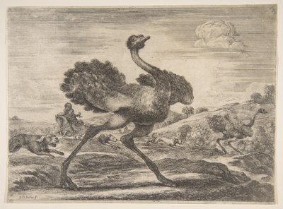 Strutsimetsästys, alkaen Eläinmetsästöt Metsästää erilaisia ​​eläimiä, n. 1654. tekijältä Stefano della Bella