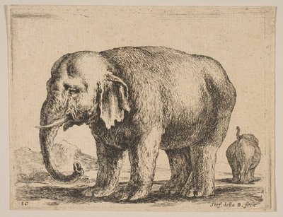 Levy 10: norsu, eri eläimistä Diversi animali, n. 1641. tekijältä Stefano della Bella