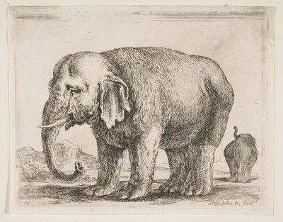 Levy 10: norsu, eri eläimistä Diversi animali, n. 1641. tekijältä Stefano della Bella