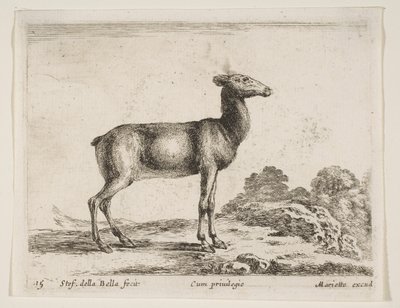 Levy 15: naaras, eri eläimistä Diversi animali, n. 1641. tekijältä Stefano della Bella
