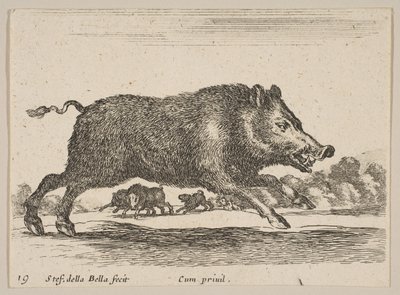 Levy 19: villisika, eri eläimistä Diversi animali, n. 1641. tekijältä Stefano della Bella