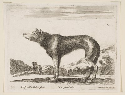 Levy 20: susi, eri eläimistä Diversi animali, n. 1641. tekijältä Stefano della Bella