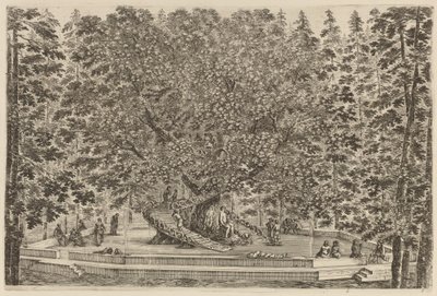 Asuttu puu, luultavasti 1653. tekijältä Stefano della Bella