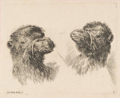 Kaksi kamelin päätä, n. 1641. tekijältä Stefano della Bella