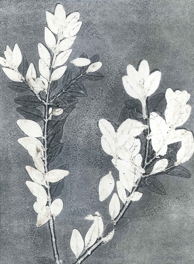 Midnight Garden III, 2015 (monoprintti paperille) tekijältä Stephen Dow