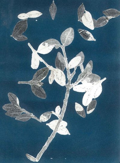Midnight Garden II, 2015 (monoprintti paperille) tekijältä Stephen Dow