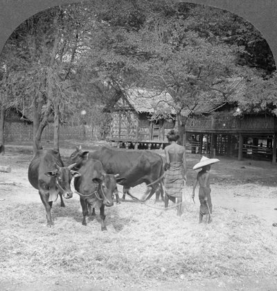 Thrashing Reese, Amarpura, Burma, 1908 tekijältä Stereo Travel Co