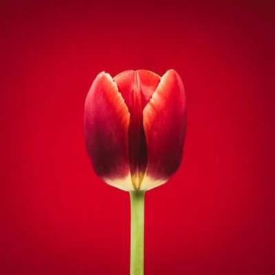 Muotokuva yksittäisestä punaisesta tulppaanista punaisella pohjalla tekijältä Steve Gallagher