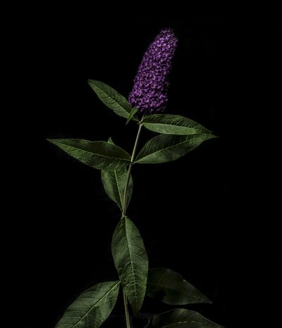 Purple Buddleja, 2020 (kuva) tekijältä Steve Gallagher
