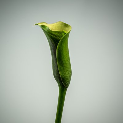 Yksittäinen vihreä Calla Lily, 2020 (kuva) tekijältä Steve Gallagher