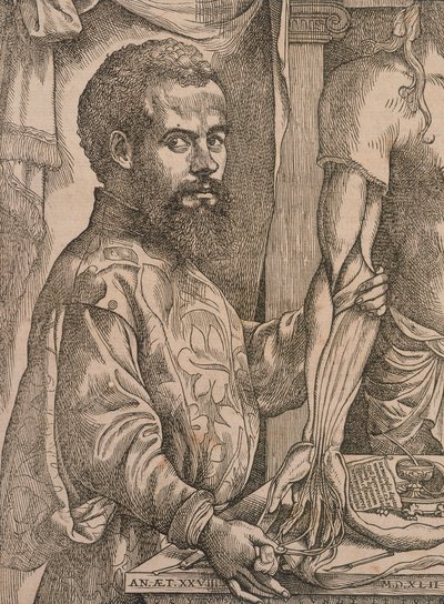 Andreas Vesalius leikkaamassa ruumiin kyynärvarren lihaksia, 1543. tekijältä Steven van Calcar