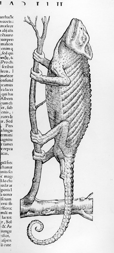 Kameleontti, kuvitus Conrad Gesnerin teoksesta Historiae animalium liber II: De Quadrupedibus Oviparis, julkaistu 1554 tekijältä Swiss School