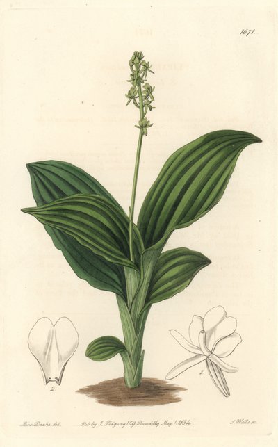 African Liparis Orchid - S. Wattsin vesiforte Sarah Anne Draken (1803-1857) kuvituksesta kasvitieteellisestä rekisteristä tekijältä Sydenham Teast Edwards