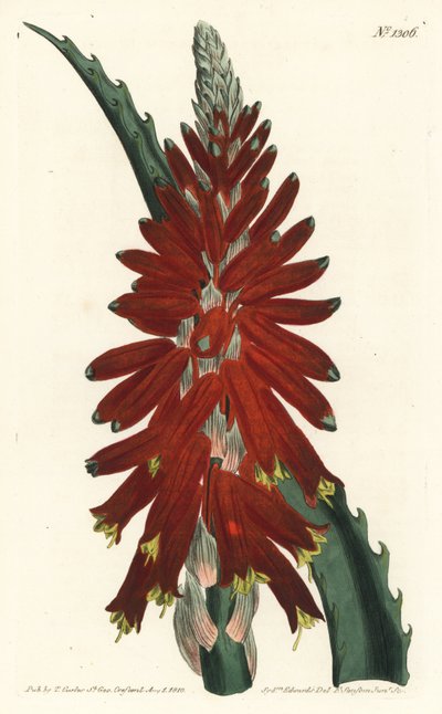 Aloe puu - Kapealehtinen miekka aloe, Aloe arborescens. F. Sansom Jr.:n käsinvärinen kuparikaiverrus Sydenham Edwardsin kuvituksen jälkeen William Curtisin kasvitieteellisestä lehdestä, T. Curtis, Lontoo tekijältä Sydenham Teast Edwards