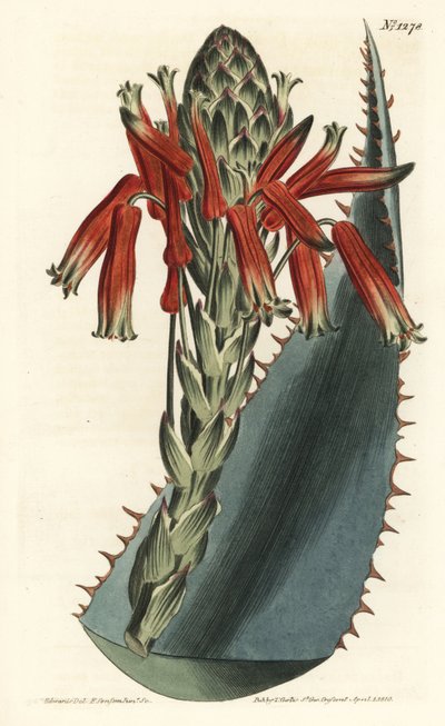 Aloe variete - Sininen aloe, Aloe glauca (Punakärkinen glaucous aloe, Aloe rhodacantha) - F. Sansom Jr.:n käsinvärinen kuparikaiverrus Sydenham Edwardsin kuvituksen jälkeen William Curtisin kasvitieteellisestä lehdestä, T. Curtis, Lontoo tekijältä Sydenham Teast Edwards