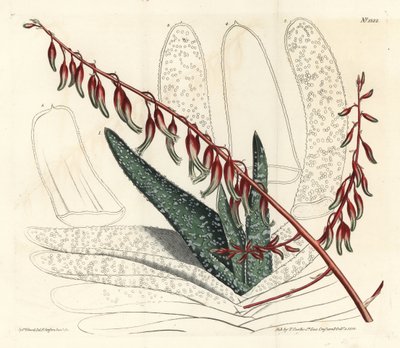 Aloes eventails - Viuhka-aloe, Aloe plicatilis (kielialoe, Aloe lingua). F. Sansom Jr:n käsin tekemä kuparipiirros Sydenham Edwardsin kuvituksen mukaan, William Curtis