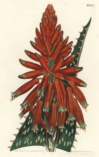 Aloes macule - Saippua tai seepra aloe, Aloe maculata (täplälehtinen aloe, Aloe picta). F. Sansom Jr.:n käsinvärinen kuparikaiverrus Sydenham Edwardsin kuvituksen jälkeen William Curtisin kasvitieteellisestä lehdestä, T. Curtis, Lontoo tekijältä Sydenham Teast Edwards