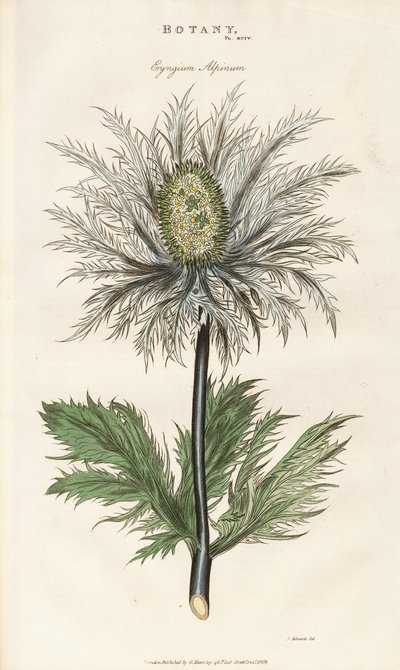 Alppimeri (Eryngium alpinum) tekijältä Sydenham Teast Edwards