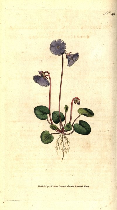 Alpine soldanella - Alpine soldanella, Soldanella alpina. Käsinvärinen kuparikaiverrus James Sowerbyn kasvitieteellisen kuvituksen jälkeen William Curtisin The Botanical Magazinesta, Lambeth Marsh, Lontoo tekijältä Sydenham Teast Edwards