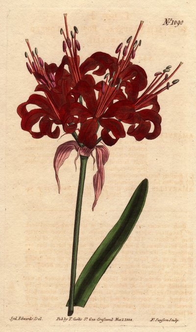 Amaryllis unikonvärinen, tummanpunaiset kukat, kukkii yhdestä jalasta. Alunperin Cape of Good Esperancesta (Etelä-Afrikka). Unikonvärinen amaryllis, jossa syvät karmiininpunaiset kukat kukkivat yhdestä varresta. Hyväntoivon niemen kotoisin. Amaryllis tekijältä Sydenham Teast Edwards