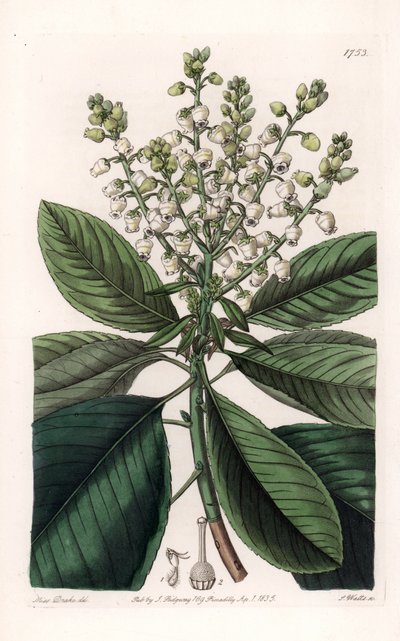American Arbutus Tree - Kaiverrus S.Watts, Sarah Anne Draken (1803-1857) kuvituksesta, Englannin Sydenham Edwardsin (1768-1819) kasvitieteellisestä rekisteristä tekijältä Sydenham Teast Edwards