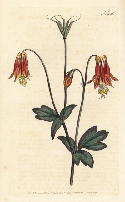 Ancolia du Canada - kanadalainen columbiini. Aquilegia canadensis. Sansomin käsinvärinen kuparikaiverrus Sydenham Edwardsin kuvituksen jälkeen William Curtisin kasvitieteellisessä lehdessä, Lontoo tekijältä Sydenham Teast Edwards