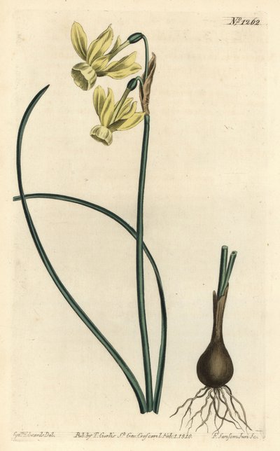 Enkelin kyyneleet narsissi - Enkelin kyyneleet, Narcissus triandrus (keltainen refleksikukkainen narsissi, Narcissus triandrus v. luteus) - F. Sansom Jr.:n käsinvärinen kuparikaiverrus Sydenham Edwardsin piirustuksen jälkeen William Curtisin Botanical Ma - tekijältä Sydenham Teast Edwards