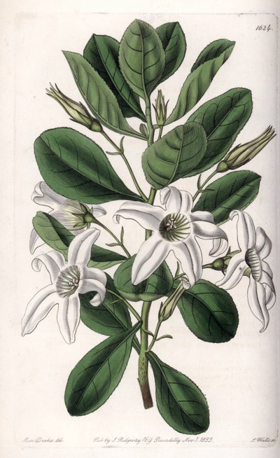 Anthocercis variete, kotoisin Australiasta - S.Wattsin kaivertama levy Sarah Anne Draken (1803-1857) kuvituksesta, Englannin Sydenham Edwardsin (1768-1819) kasvitieteellisestä rekisteristä tekijältä Sydenham Teast Edwards