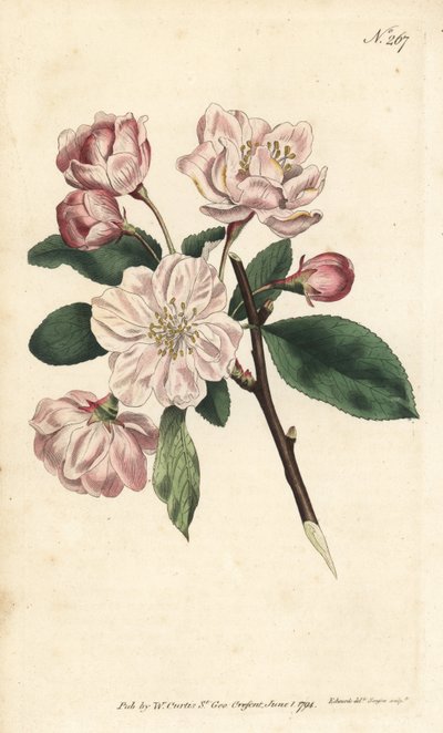 Omenapuu koristekukilla - kiinalainen kukkiva omena, Malus spectabilis (kiinalainen omenapuu, Pyrus spectabilis). Sansomin käsinvärinen kuparikaiverrus Sydenham Edwardsin kuvituksen jälkeen William Curtisin kasvitieteellisestä lehdestä Lontoosta tekijältä Sydenham Teast Edwards