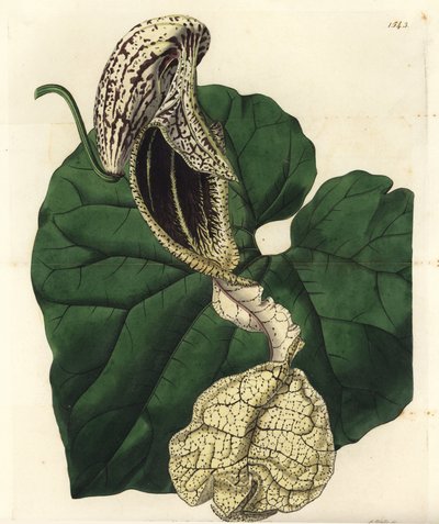 Aristoloche variete - Venekukkainen syntymäjuuri, Aristolochia cymbifera. S. Wattsin käsinvärinen kuparikaiverrus Miss Sarah Draken kuvituksen jälkeen Sydenham Edwardsin kasvitieteellisestä rekisteristä, Ridgeway, Lontoo tekijältä Sydenham Teast Edwards