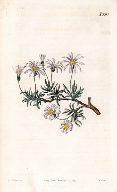 Aster acre - Pensas aster, Felicia fruticosa (Pensainen tähtijuuri, Aster fruticulosus). Weddellin käsinvärinen kuparikaiverrus Sydenham Edwardsin kuvituksen jälkeen Samuel Curtisin "" Botanical Magazine" -lehdestä Lontoossa tekijältä Sydenham Teast Edwards
